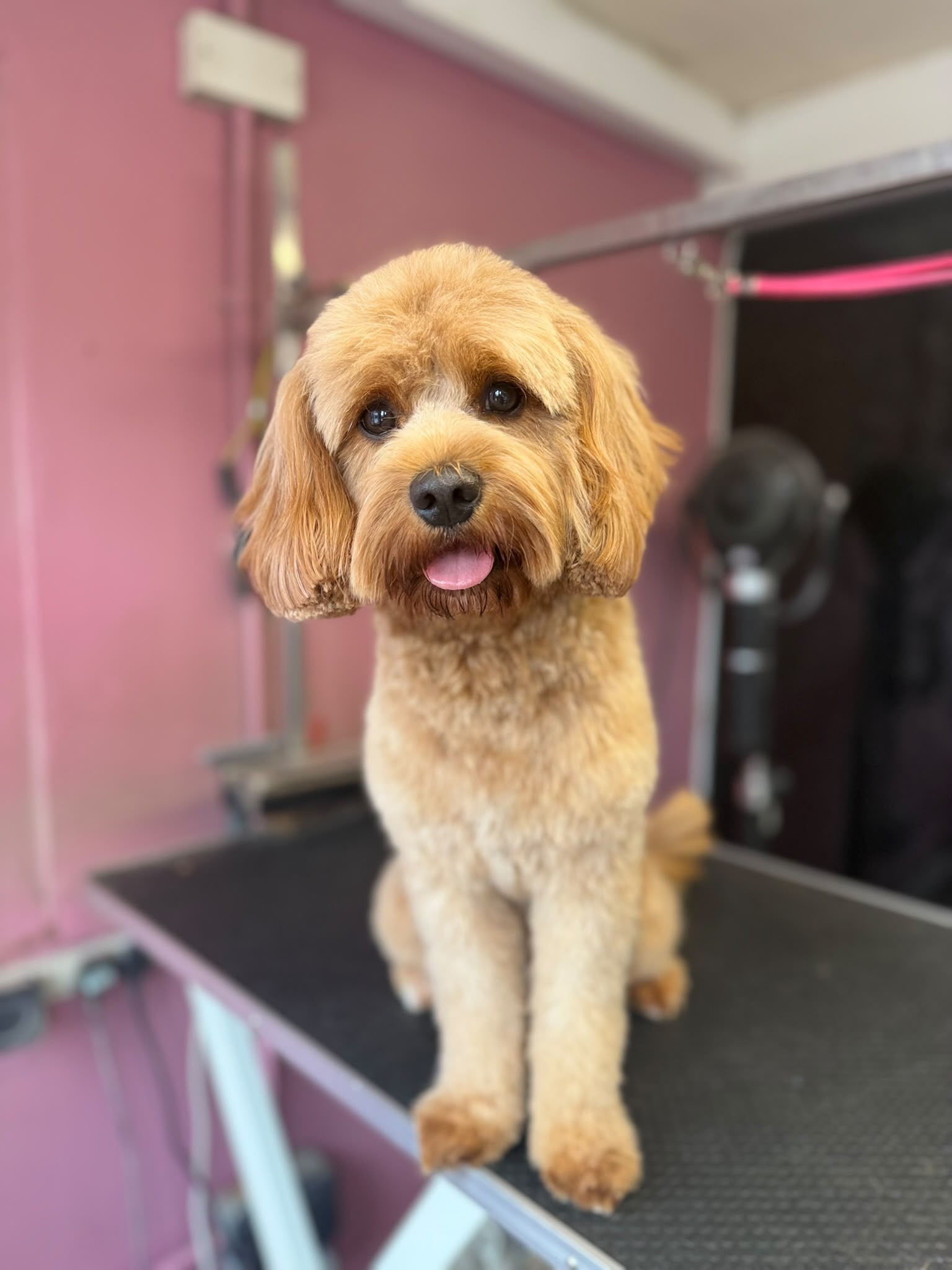 Freshly groomed dog, after