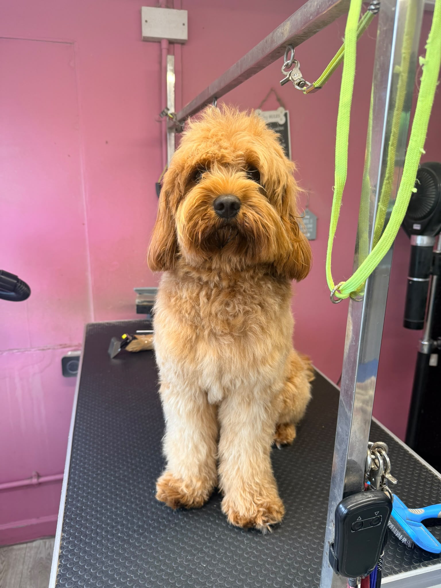 Dog before grooming